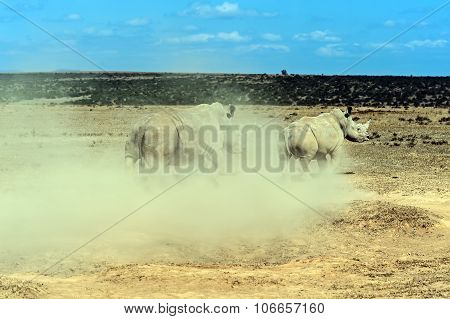 Black Rhinoceros