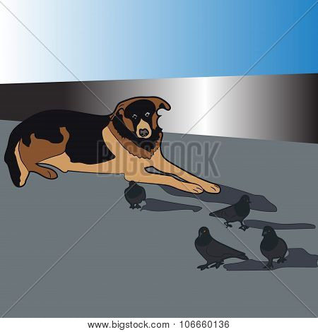 observation dog