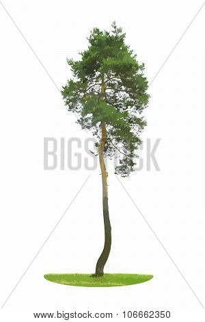 Colored Silhouette Tree Isolated on White Backgorund. Vecrtor Il