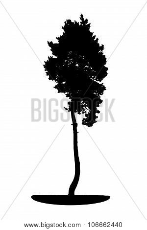Tree Silhouette Isolated on White Backgorund. Vecrtor Illustrati