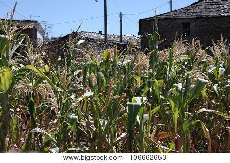 A field of cereals in the North of Portugal