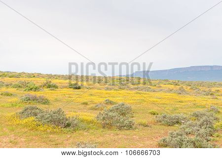 Field Of Yellow Flowers