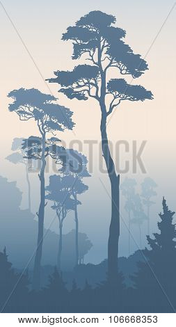 Vertical Illustration Of Forest With Tall Pines.