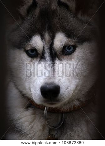 Huskies Dog