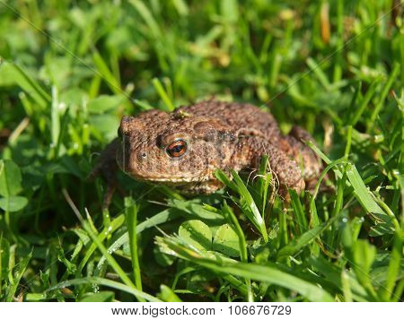 Frog - Toad In The Grass