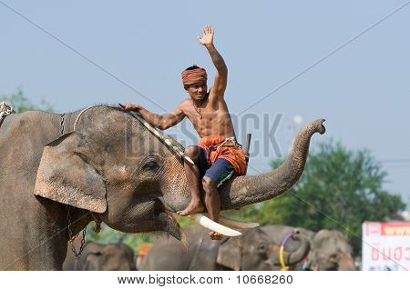 die jährlichen Elefant-Roundup in Surin, thailand
