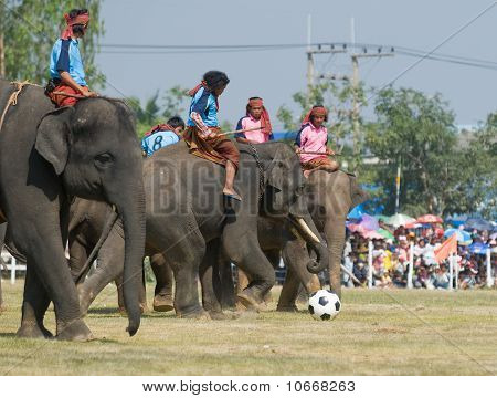 der jährliche Elefant Roundup in Surin, thailand