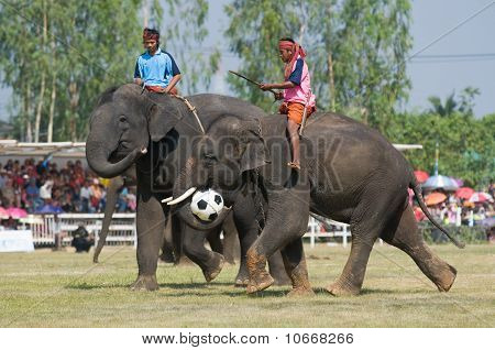 die jährlichen Elefant-Roundup in Surin, thailand