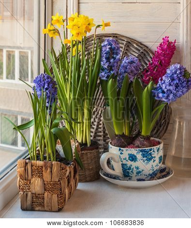Spring Flowers In Pots On The Window