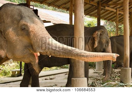 Elephant Trunk