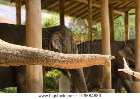 Elephant Trunk