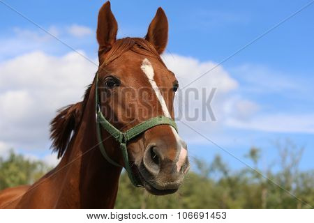 Head Shot Of A Beautiful Young Chestnut Mare
