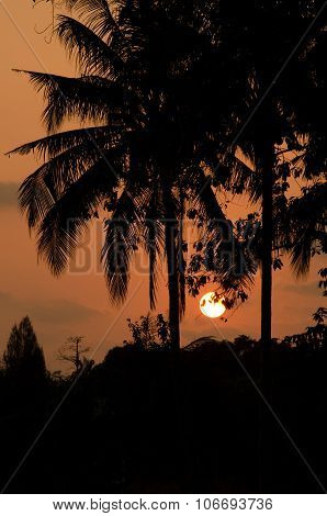 Silouettes At Sunset