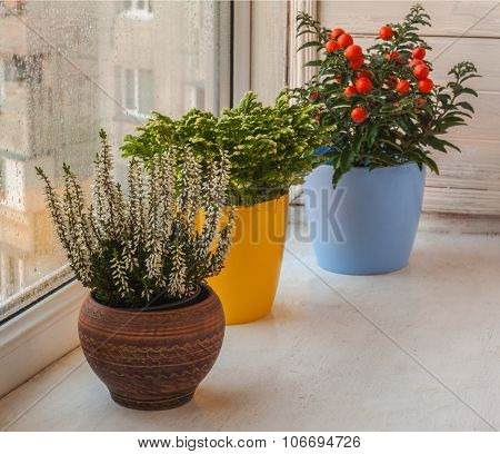 Household Ornamental Plants