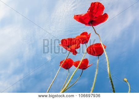 Red Weed