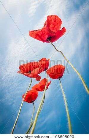 Red Weed