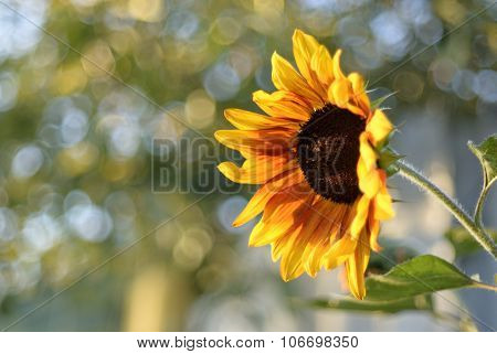 sunflowers