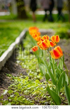 Beautiful tulips