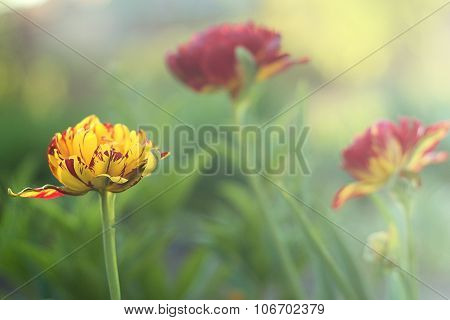 Beautiful tulips