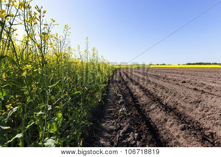 potato field . furrow