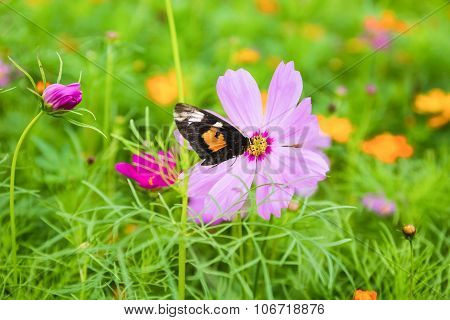 Galsang Flower With Butterfly
