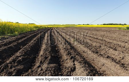 potato field . furrow