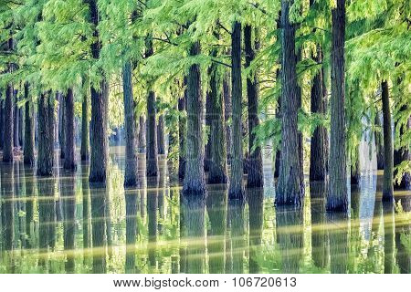 Metasequoia Woods