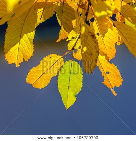 cherry  trees crowns with yellow and green foliage in Indian summer