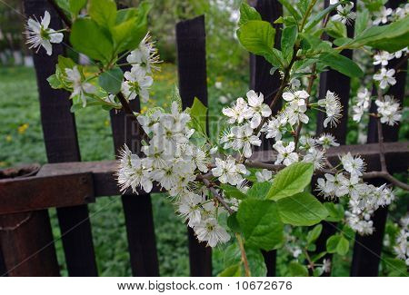 Blommor under våren.
