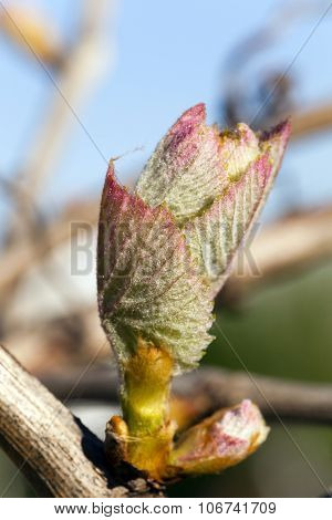 Grape sprout .  spring season