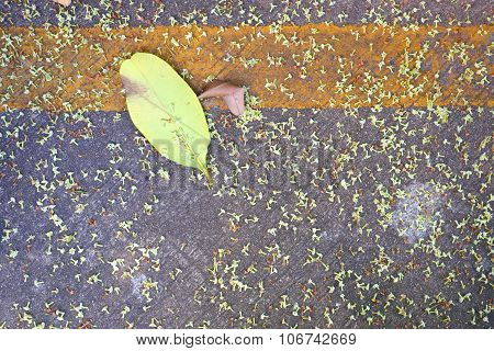 Small white flowers and leaves on asphalt road with vertical yellow line