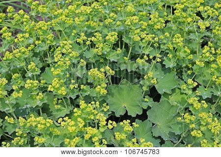 Ornamental plant cuff (Alchemilla)