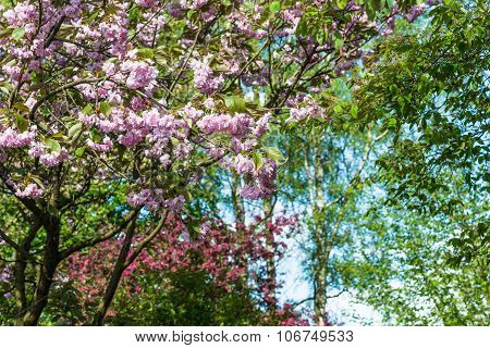 April Blooming Pink Prunus Tree On Sunny Day Blu Sky
