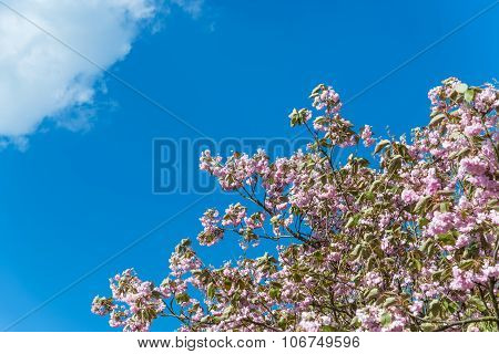 April Blooming Pink Prunus Tree On Sunny Day Blu Sky