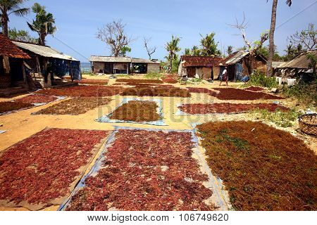 Asia Indonesia Bali Nusa Lembongan Seawead Plantation
