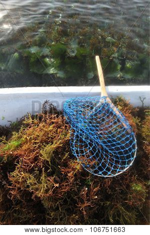 Asia Indonesia Bali Nusa Lembongan Seawead Plantation