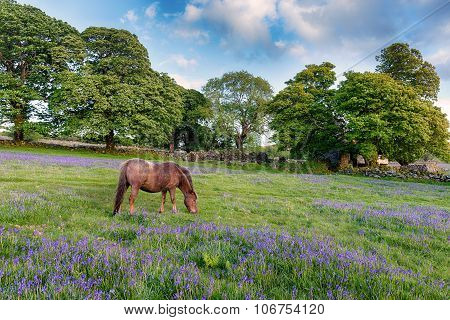 Dartmoor Pony