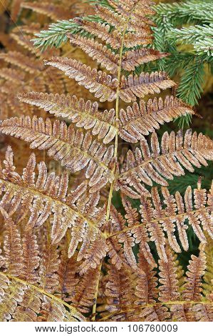 Detail Of Frozen Leaf Fern