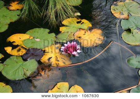 Lotus