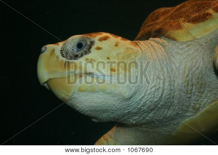 Skildpadde øje