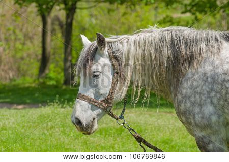 Portrait of dappled mare at spring pasture