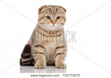 Scottish fold cat 