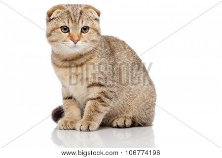 Scottish fold cat 