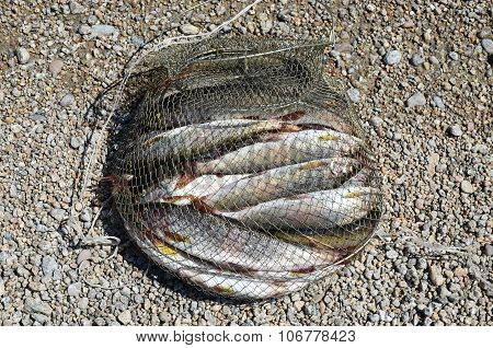 Fishing corf on with catch of Baikal grayling on the shore near the water