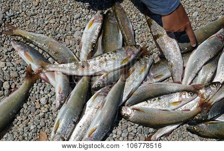 Catch of Baikal grayling. Unique delicious fish on the pebble coast