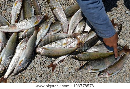 Catch of Baikal grayling. Unique delicious fish on the pebble coast