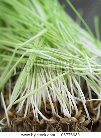 Sprouting Roots And Seads Of Barley