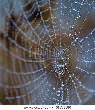 Tiny dewdrops on fine cobweb