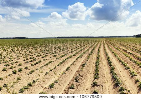 potato field . furrow