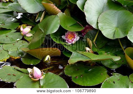Pink Beautiful Water Lily Flower In Green Pond